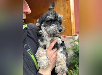 Blacky, geboren 25.05.2024, 24cm sucht sein Glück