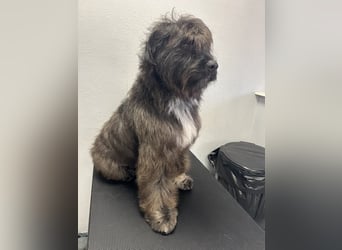 MARSHALL sucht ein zuhause