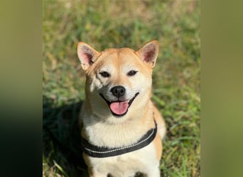 Kokette 3/4 Shiba Inu 1/4 Beagle Hündin Aiko (1,8 Jahre alt)