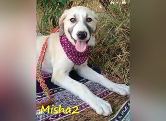 Misha2 geb. 03/2025 (GRC) - verträgliche und zuckersüße Griechische Schäferhund Mix Welpin!
