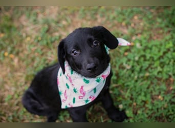 Susi: Hundekind sucht ein Zuhause