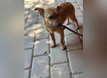 Cuki, geboren 06.09.2024, 31cm sucht sein Zuhause