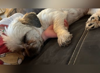 Paula - freundliche, aktive, katzenverträgliche Malteser Mix Hündin / Pflegestelle in Brakel