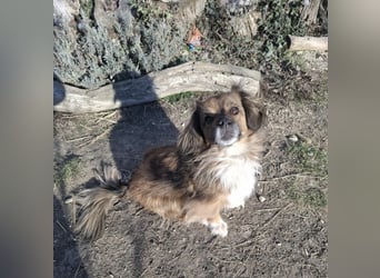 Benji, süßer Pekingnese-Mix sucht Traumzuhause