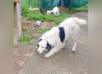 Thor verurteilt auf ein Leben an der Kette