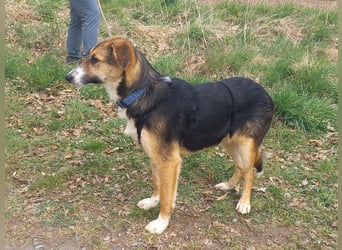 Schäferhund-Collie-Mix Junghündin "Fleur" sucht ein Zuhause