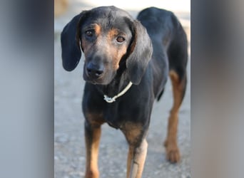 Priska, geb. ca. 08/2021, lebt in GRIECHENLAND, im städt. Tierheim Serres