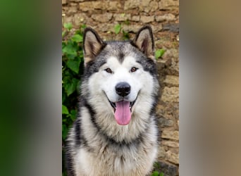 Zuchtstätte Silberglanz- C-Wurf / Alaskan Malamute Welpen - 3 Weibchen/2 Rüden