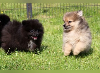 Zwergspitz Pomeranian Welpen in verschiedenen Farben mit Papieren