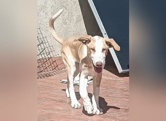 quirliger freundlicher HENRI sucht liebevolles Zuhause