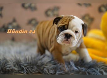 Bezaubernde  & Freiatmende Englische Bulldogge Babys auf Familiensuche
