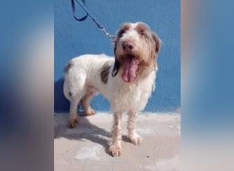 Ekait, sie leidet im Tierheim