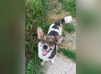 Hugo sucht liebevolles Heim