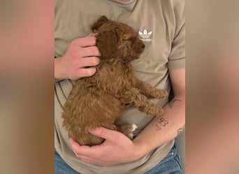 Bezaubernde Cavapoo-Welpen suchen ein liebevolles Zuhause