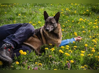 Flower-  Liebevolle Malinois-Mix-Hündin sucht ein geborgenes Zuhause