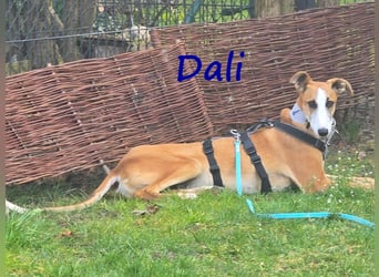 Dali 07/2024 (in Deutschland) - bezaubernder junger Galgo!