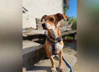 Walburga, !!! SOS !!!!  PS Oberkochen liebevolle, kleine Hündin sucht Ihr Körbchen