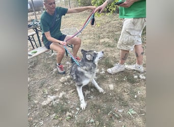 Maya, sanfte Malamute Hündin sucht liebevolle Menschen