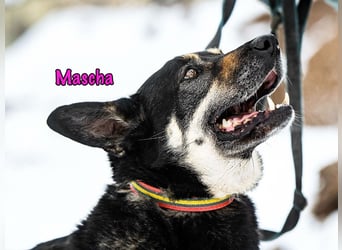 Mascha geb. 11/2016 - genügsame, brave und unglaublich verschmuste Hündin!