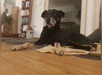 Rudi sucht seine Menschen