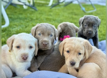 Labrador Welpe Mädchen 1 Monat Weis Hündin/ Düsseldorf