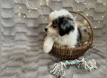 Wunderschöne Mini Aussies ab sofort ausziehbereit