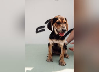 Jagdhund Mix Celine