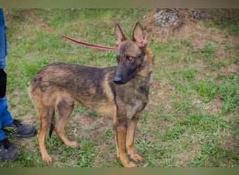 Chip 231769: Sucht ein Zuhause
