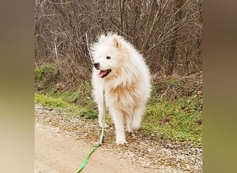 ❤️ wunderschöner Samojede LEO - 3 Jahre, 55cm/25kg