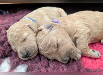 Goldendoodle medium mit Papieren und Ahnentafel