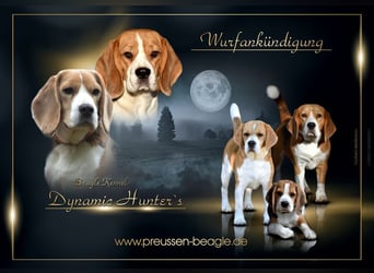 Wurferwartung !  Beaglewelpen m.P.