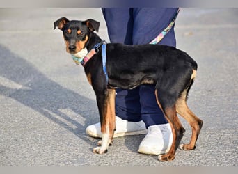 Süßer TOBI-lieb, verspielt noch etwas schüchtern sucht sein "Für-immer-Körbchen" bei lieben Menschen