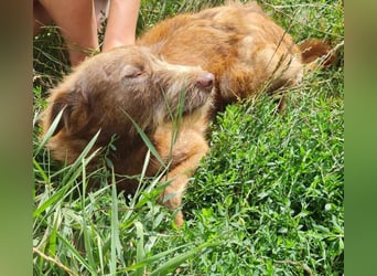 KOKO - ein total goldiges Mädchen sucht ein Zuhause