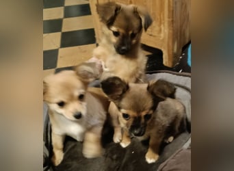 XXS Mini-Rasse-Mix Welpen Chihuahua, Papillon