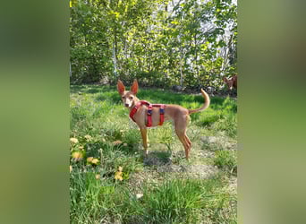 Stella, katzenverträgliche Zwerg Podenca