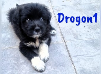 Drogon1 geb. 05/2025 (ESP) - aufgeweckter Border-Collie-Mix Welpe!