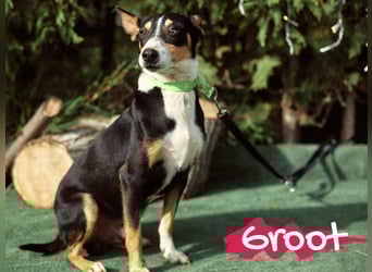 Groot 11/2018 (ESP) - sozialer und feinfühliger, kleiner Podenco-Mix!
