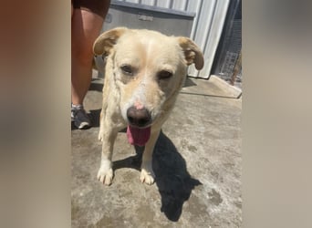 Und dann kam BAILEY - ein liebevoller Hundeopi mit trauriger Vergangenheit sucht endlich sein Glück