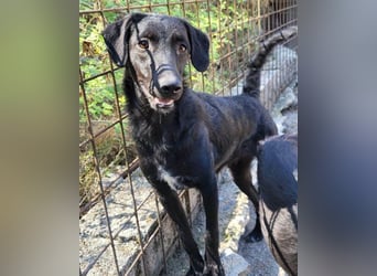 Sweet Coco: offenes, junges, verspieltes Hundemädl