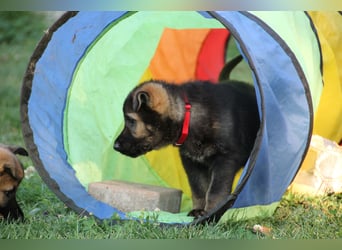 Schäferhund Welpen mit VDH Ahnentafel