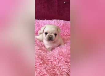 Mops Welpen ( noch 2 Rüde)