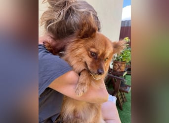 Tobi2 SR – unkomplizierter Sonnenschein sucht neues Glück