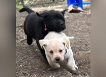 Labrador Retriever Welpen, reinrassig, Ahnenpass uvm., schwarz und gelb