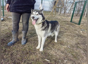 Luna, geb. 07.11.2022, 59 cm, sucht eine aktive Familie