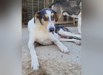 Dino ❤️ aufgeweckter, lieber Traumhund