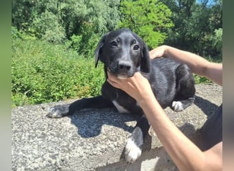 Loki, Mischling