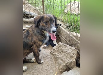 Sanfte kleine Daja sucht ihr Glück