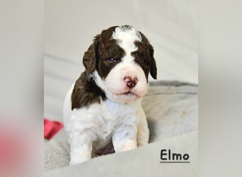 Lagotto Romagnolo Welpen mit LRWD e.V./ VDH Papieren