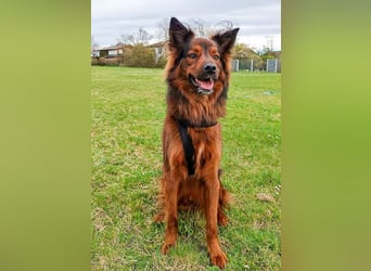 Schöner Emil ( * 03 / 2021 ) sucht seine Familie