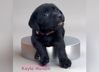 Labrador Retriever Welpen, reinrassig, Ahnenpass uvm., schwarz und gelb